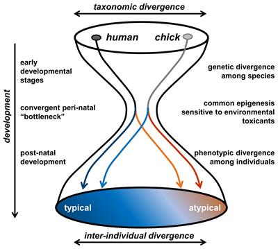 The domestic chick as an animal model of autism spectrum disorder: building adaptive social perceptions through prenatally formed predispositions